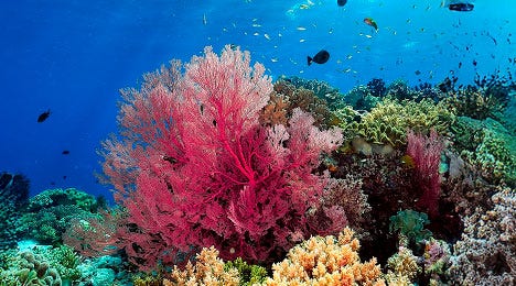 A picture of the coral reef