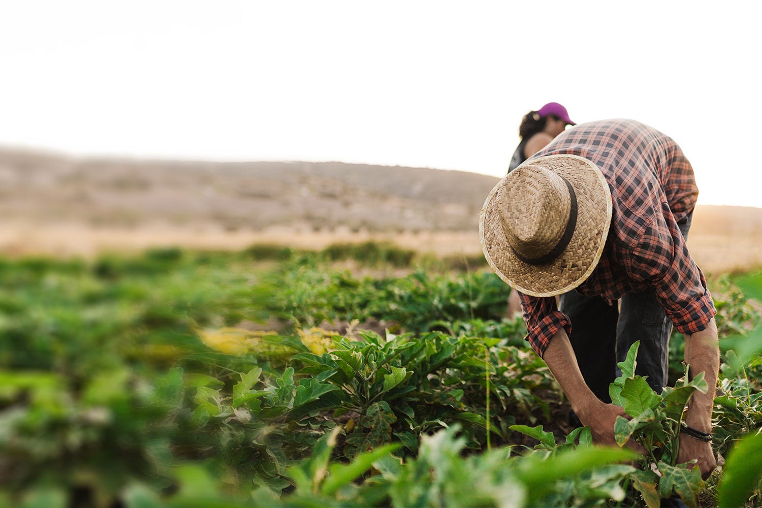 Young farmer man with hat working in his field Azioni locali