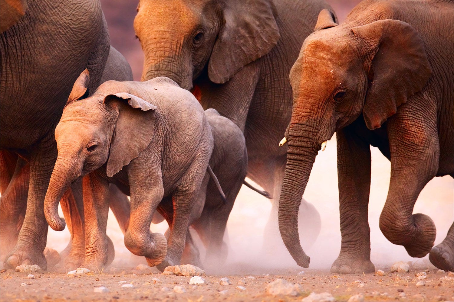 Herd of elephants