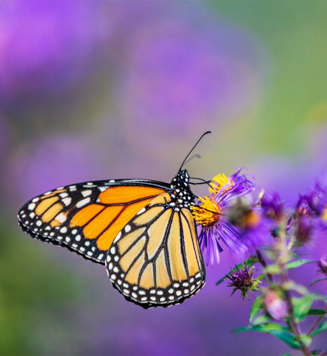 butterfly on a flower