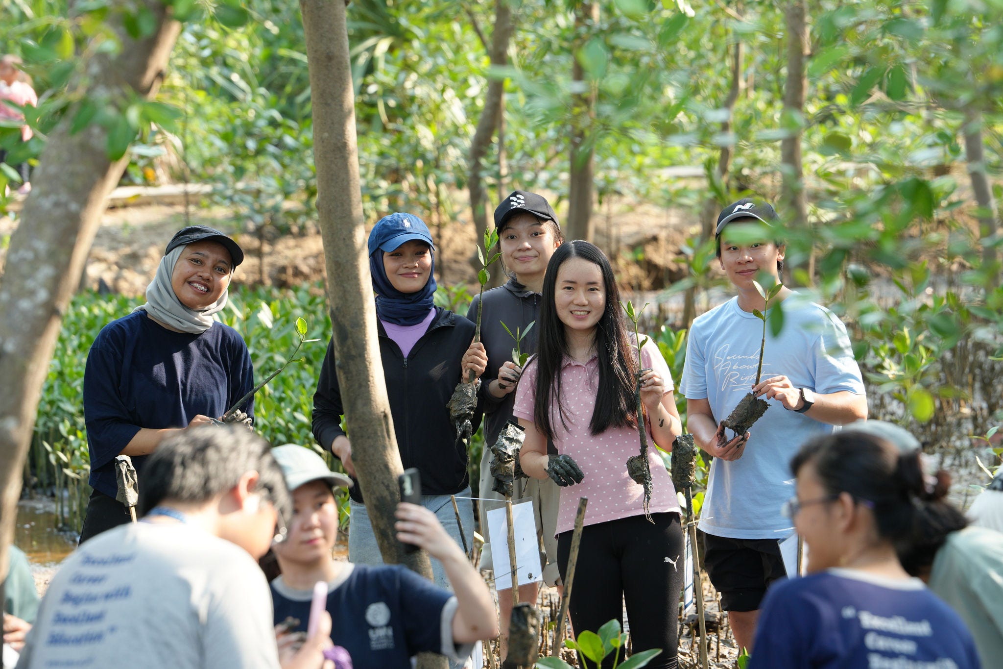Mangrove 1