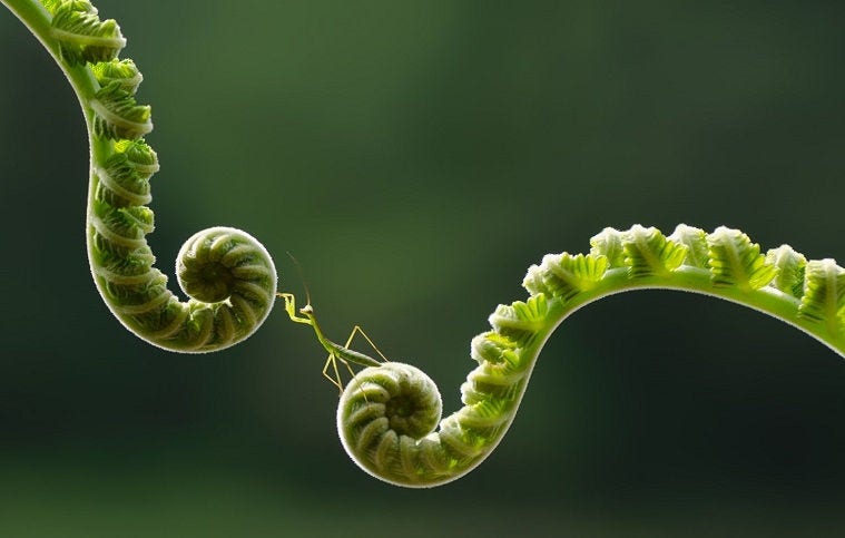 grass-hopper-between-two-ropes