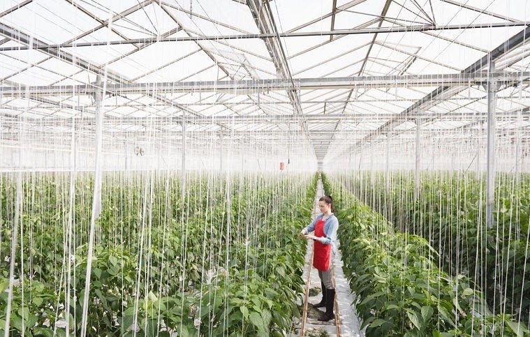 Lady in farmland