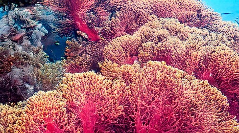 A picture of the coral reef
