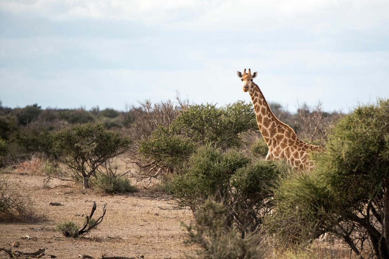 giraffe in forest