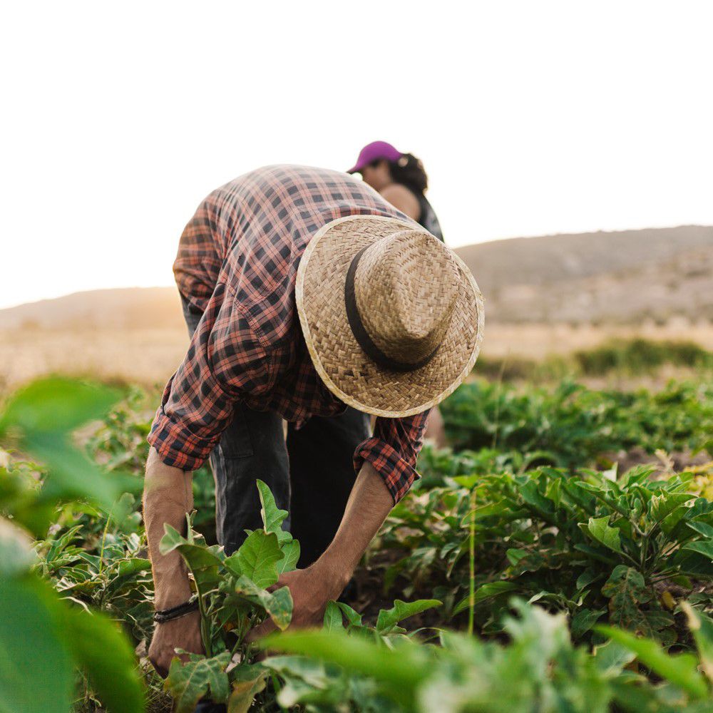 farmer